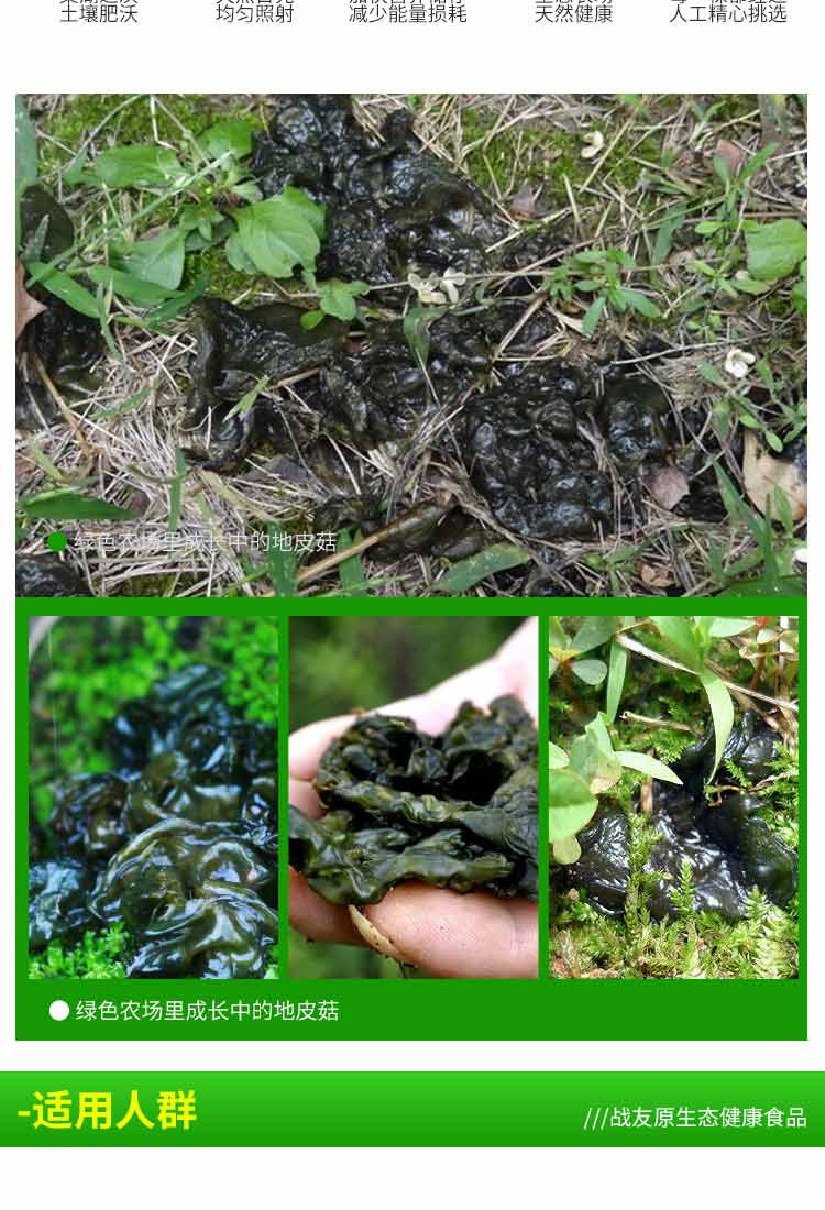 战友蘑菇 天然地皮菇 天然干货 地皮菇80gx2罐