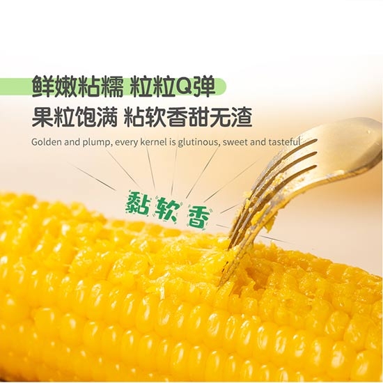 兢农东北黄糯玉米