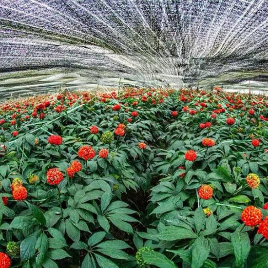 崔三七鲜三七植萃液