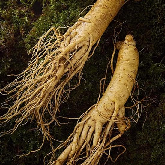 BDBX人参黄精多肽丸