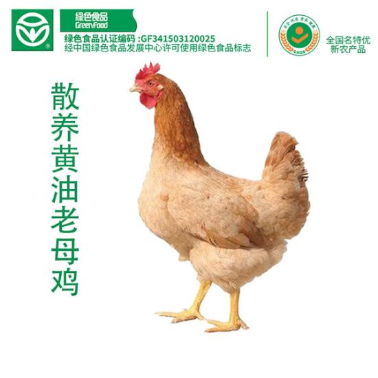 大别山原产黄油老母鸡