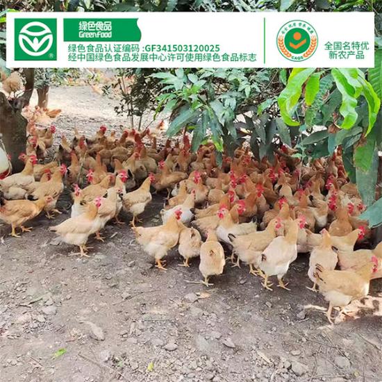 大别山原产黄油老母鸡